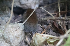 Clethrionomys glareolus