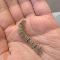 Gastropacha quercifolia