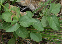 Stigmaphyllon timoriense