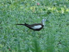 Hydrophasianus chirurgus