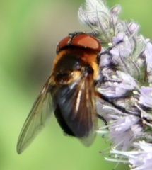 Phasia hemiptera