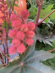 Ricinus communis