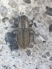 Naupactus