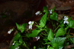 Rostratae
