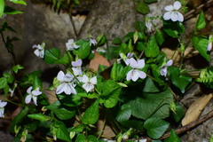 Rostratae