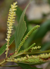 Acacia holosericea × spirorbis