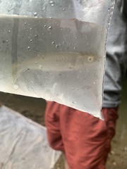 Cyprinella spiloptera