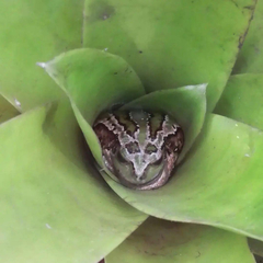 Gastrotheca riobambae