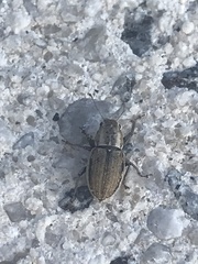 Naupactus
