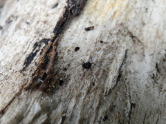 Nemastoma bimaculatum
