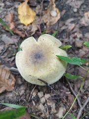 Russula cyanoxantha