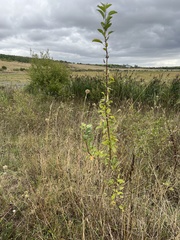 Malus domestica