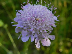 Scabiosa columbaria