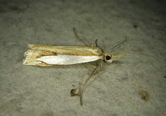 Crambus watsonellus