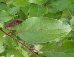 Cornus racemosa