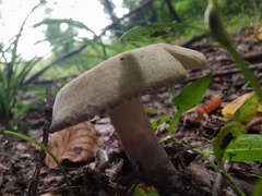 Russula cyanoxantha