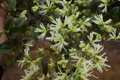Loropetalum chinense