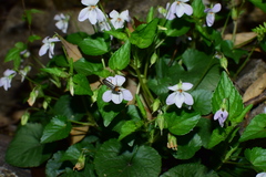 Rostratae