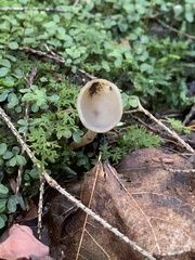 Helvella macropus