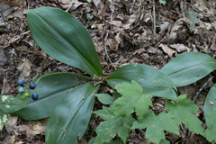 Clintonia