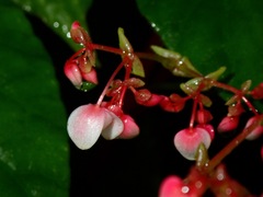 Begonia mindorensis
