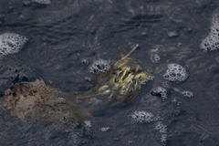Lobotes surinamensis