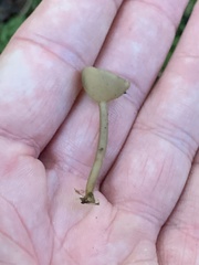Helvella macropus
