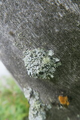 Hypogymnia physodes