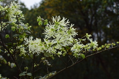 Loropetalum chinense
