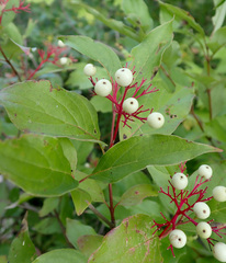 Cornus racemosa