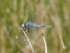 Libellula comanche