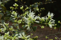 Loropetalum chinense