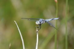 Libellula comanche
