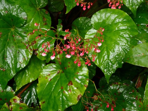 Begonia mindorensis observed 2022-08-21