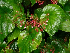 Begonia mindorensis