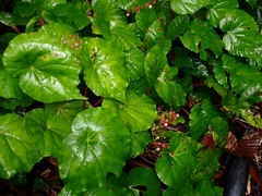 Begonia mindorensis