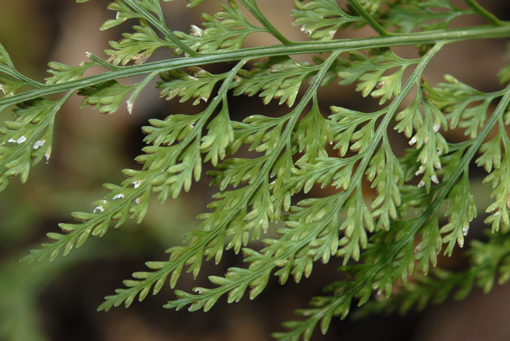 Asian single-sorus spleenwort