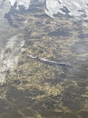 Alligator mississippiensis