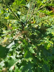 Quercus