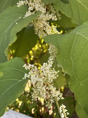 Reynoutria × bohemica