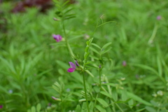 Vicia sativa