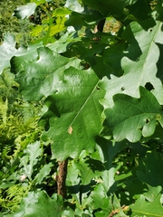 Quercus