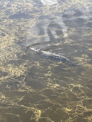 Alligator mississippiensis