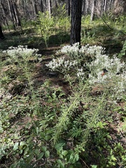 Eupatorieae