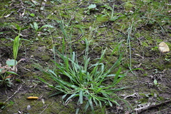 Digitaria sanguinalis