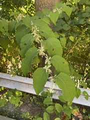 Reynoutria × bohemica