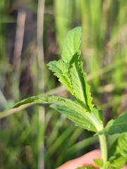 Teucrium scordium