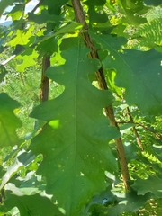Quercus