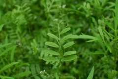 Vicia sativa