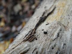 Nemastoma bimaculatum
